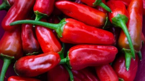 The Complete Guide to Peri Peri Heat, History, and Flavor